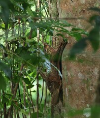 Galeopterus variegatus