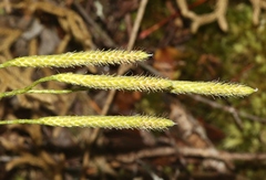 Lycopodium venustulum