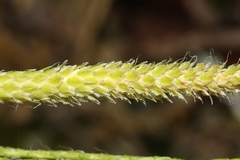 Lycopodium venustulum