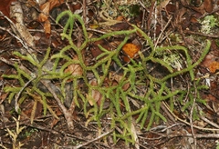 Lycopodium venustulum
