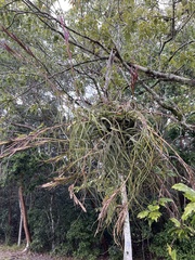 Tillandsia balbisiana