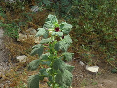 Rogeria adenophylla image