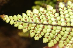 Sadleria squarrosa