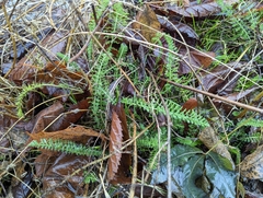 Achillea millefolium