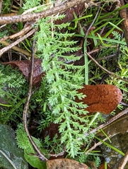 Achillea millefolium