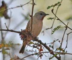 Conopophila rufogularis