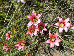 Romulea eximia