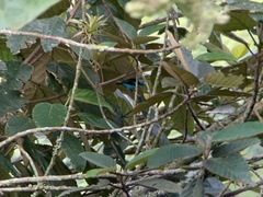 Dacnis hartlaubi