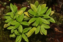 Peperomia hesperomannii