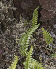 Blechnum microphyllum