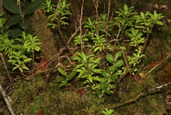 Peperomia hesperomannii