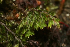 Hymenophyllum lanceolatum