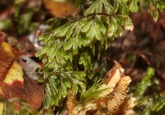 Hymenophyllum lanceolatum
