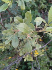 Searsia pyroides