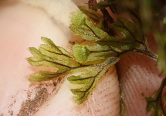 Hymenophyllum lanceolatum