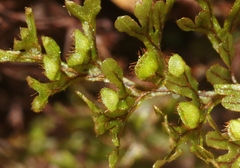 Hymenophyllum lanceolatum