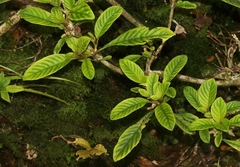 Cyrtandra longifolia