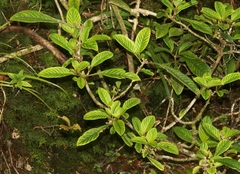 Cyrtandra longifolia