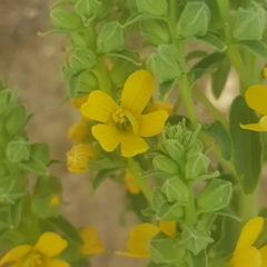 Alectra sessiliflora