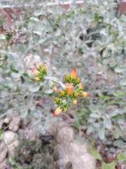 Kalanchoe bracteata