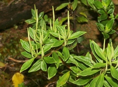 Peperomia hesperomannii