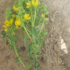 Alectra sessiliflora