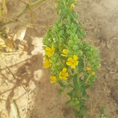 Alectra sessiliflora