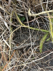 Lycopodiella