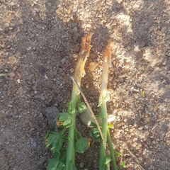 Alectra sessiliflora