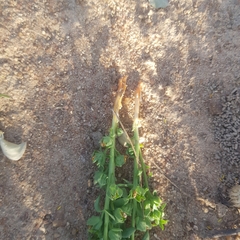 Alectra sessiliflora