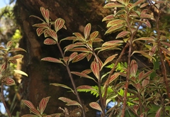 Peperomia hesperomannii