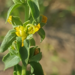 Alectra sessiliflora