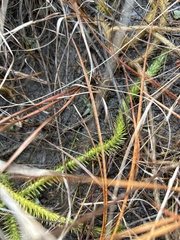Lycopodiella