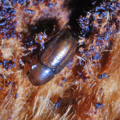 Cis castaneus