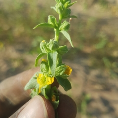 Alectra sessiliflora