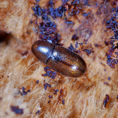 Cis castaneus