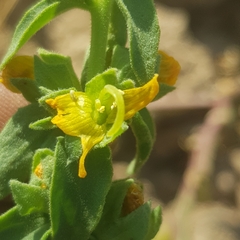 Alectra sessiliflora