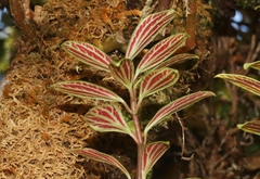 Peperomia hesperomannii