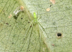 Tetragnatha kauaiensis