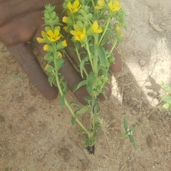 Alectra sessiliflora