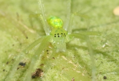 Tetragnatha kauaiensis