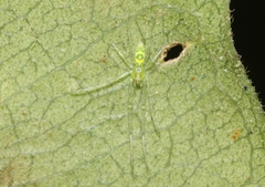 Tetragnatha kauaiensis