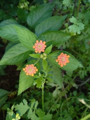Lantana horrida