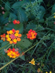 Lantana horrida