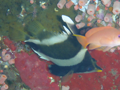 Heniochus chrysostomus