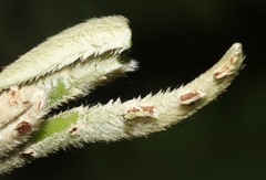 Cyrtandra longifolia