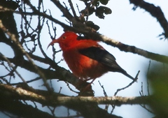 Drepanis coccinea
