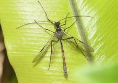 Enicospilus kaalae