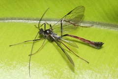 Enicospilus kaalae