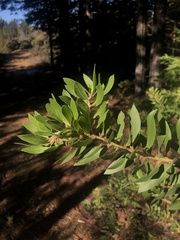 Arctostaphylos virgata